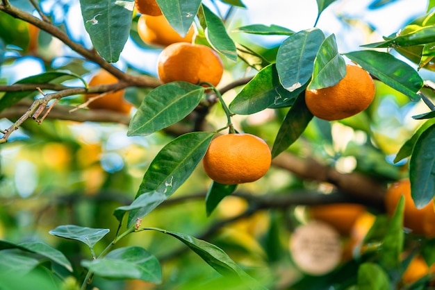 Nahaufnahme von reifen Mandarinen am Baum