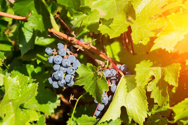 Nahaufnahme von reifen Trauben auf Zweigen mit grünen Blättern im Garten