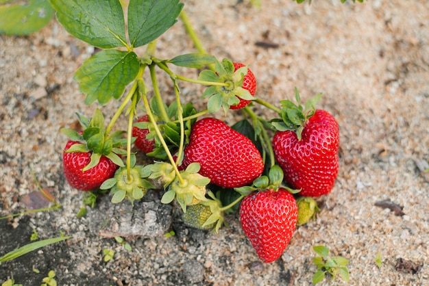 Nahaufnahme von reifen und unreifen Erdbeeren im Garten Frische Erdbeeren in Gewächshäusern angebaut