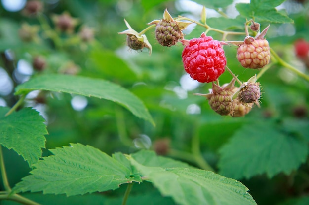 Nahaufnahme von reifen und unreifen Himbeeren auf Busch im Garten