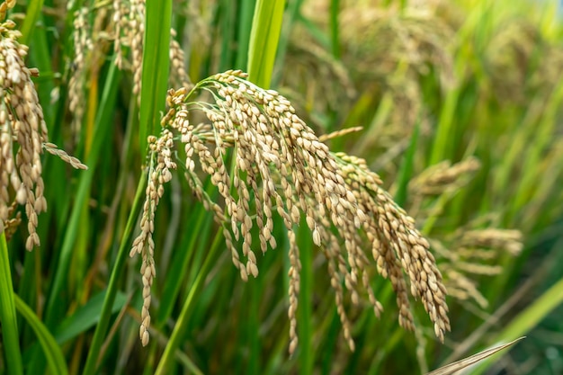 Nahaufnahme von Reissamen in Reisfeldern Schöne goldene Reisfelder