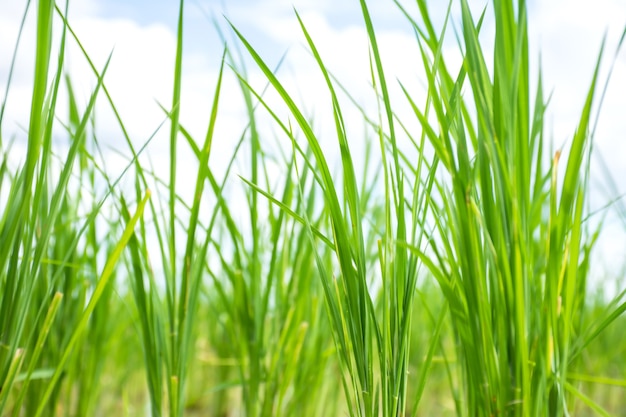 Nahaufnahme von Reissprossen Pflanzenwachstum im Reisfeld.