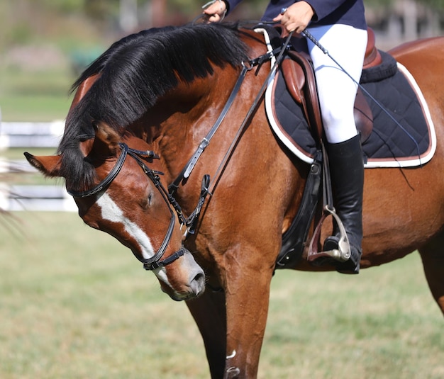 Foto nahaufnahme von reiten