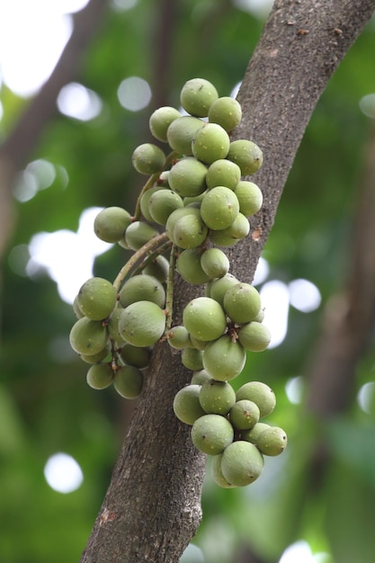 Nahaufnahme von rohem Lansium parasiticum mit verschwommenem Hintergrund Allgemein bekannt als Longkong Langsat Lanzones auf Englisch oder Duku auf Indonesisch