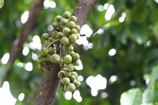 Nahaufnahme von rohem Lansium parasiticum mit verschwommenem Hintergrund Allgemein bekannt als Longkong Langsat Lanzones auf Englisch oder Duku auf Indonesisch