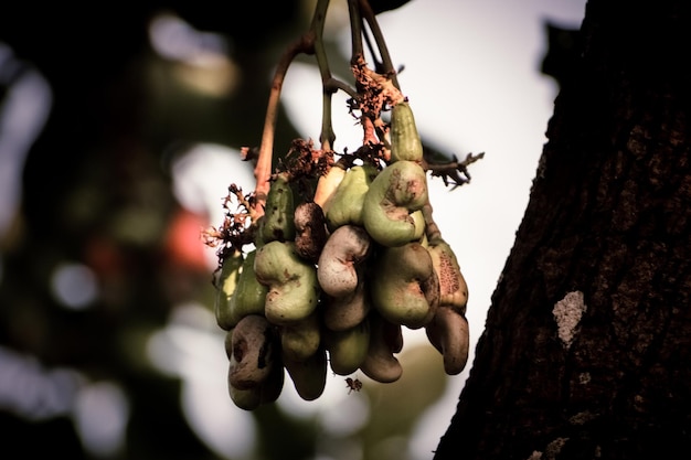 Nahaufnahme von rohen Cashewnüssen, die mit ihren Früchten am Ast hängen