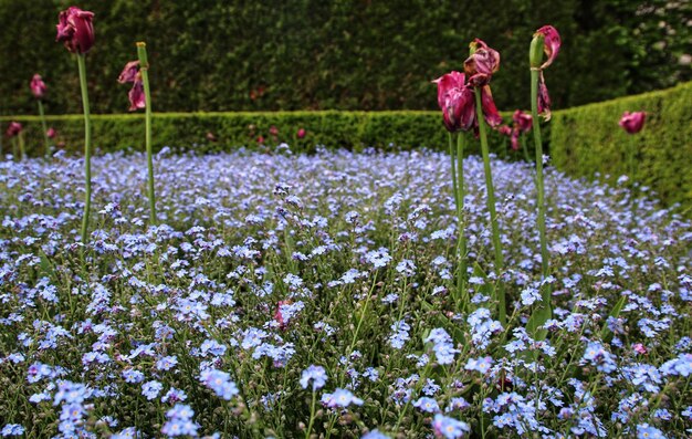 Foto nahaufnahme von rosa blühenden pflanzen an land