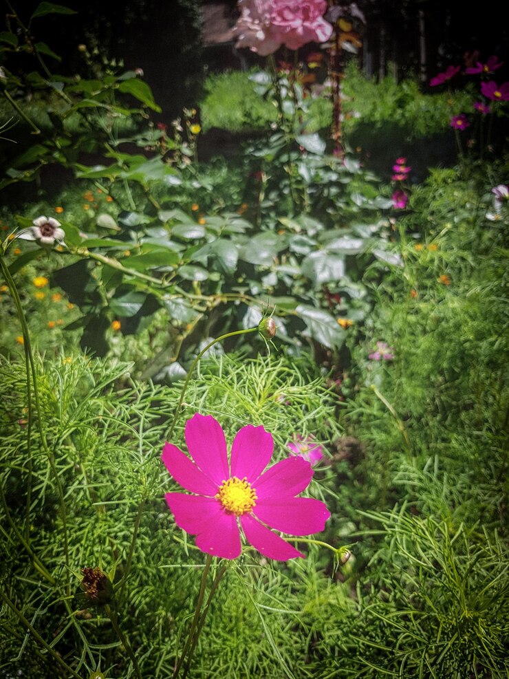 Foto nahaufnahme von rosa blühenden pflanzen an land