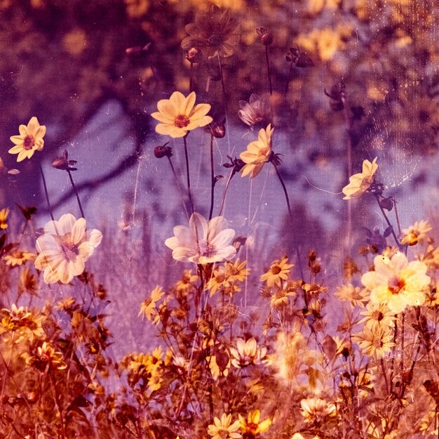 Foto nahaufnahme von rosa blühenden pflanzen an land