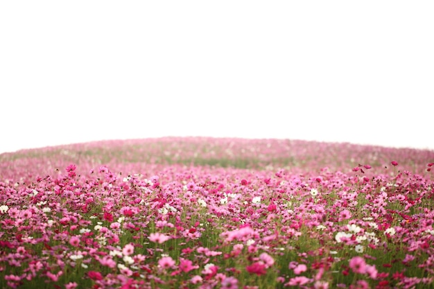 Nahaufnahme von rosa blühenden Pflanzen auf dem Feld gegen den Himmel
