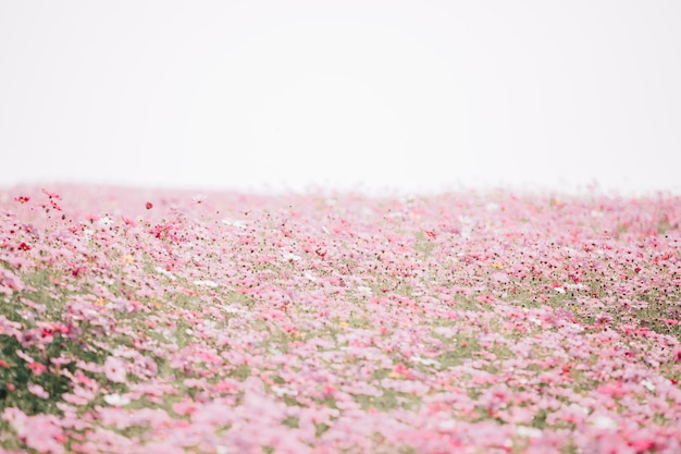 Nahaufnahme von rosa blühenden Pflanzen auf dem Feld vor klarem Himmel