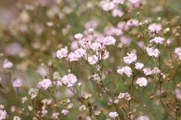 Foto nahaufnahme von rosa blühenden pflanzen auf dem feld