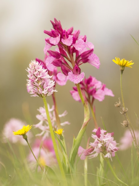 Foto nahaufnahme von rosa blühenden pflanzen auf dem feld