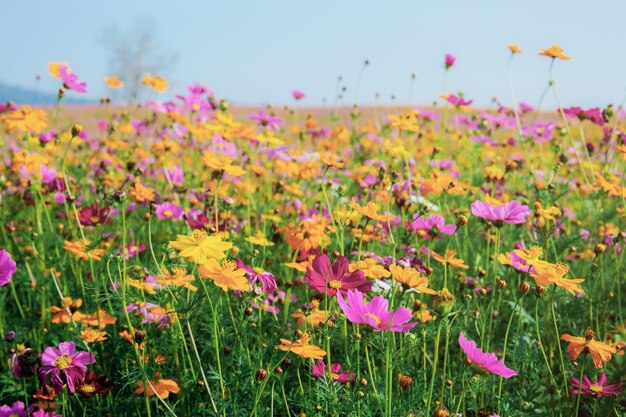 Foto nahaufnahme von rosa blühenden pflanzen auf dem feld