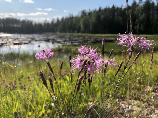 Foto nahaufnahme von rosa blühenden pflanzen auf dem feld