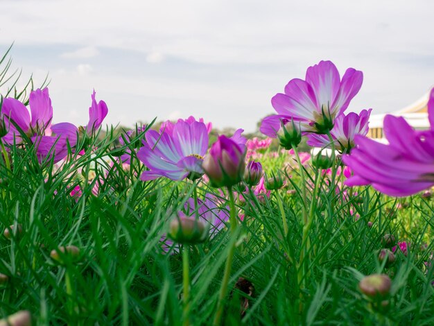 Foto nahaufnahme von rosa blühenden pflanzen auf dem feld