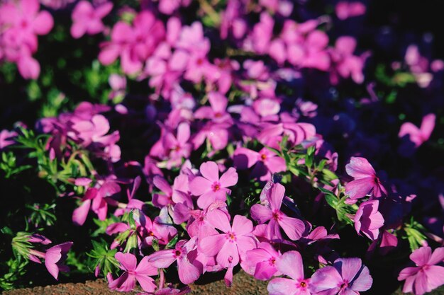 Foto nahaufnahme von rosa blühenden pflanzen auf dem feld