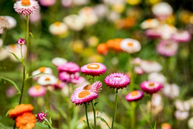 Foto nahaufnahme von rosa blühenden pflanzen auf dem feld