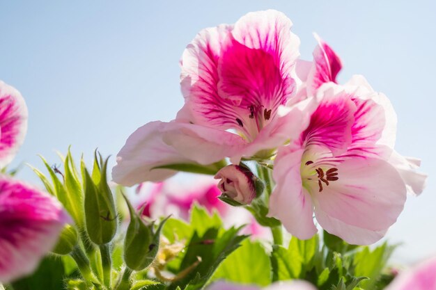 Foto nahaufnahme von rosa blühenden pflanzen gegen den himmel