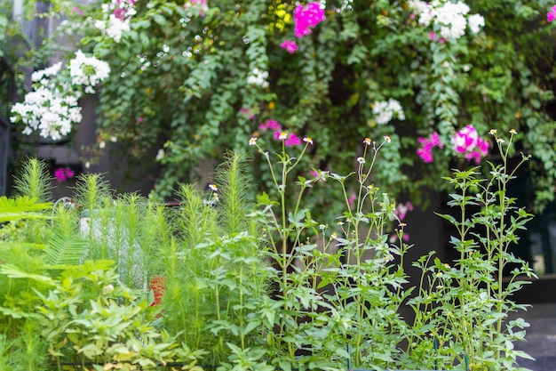 Foto nahaufnahme von rosa blühenden pflanzen