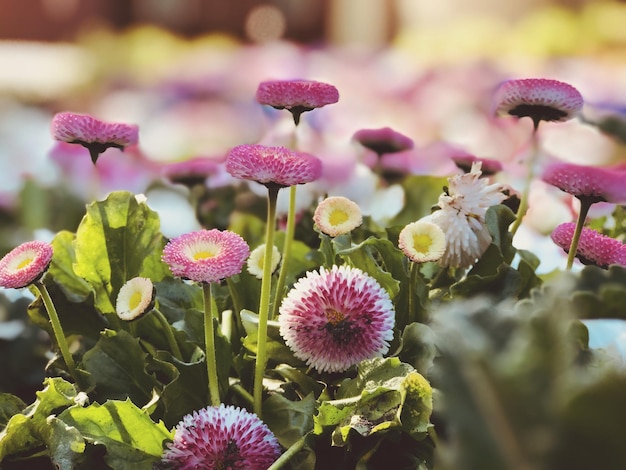 Foto nahaufnahme von rosa blühenden pflanzen