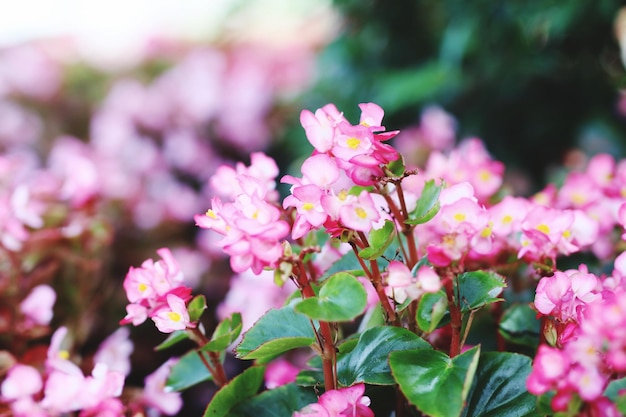 Nahaufnahme von rosa blühenden Pflanzen