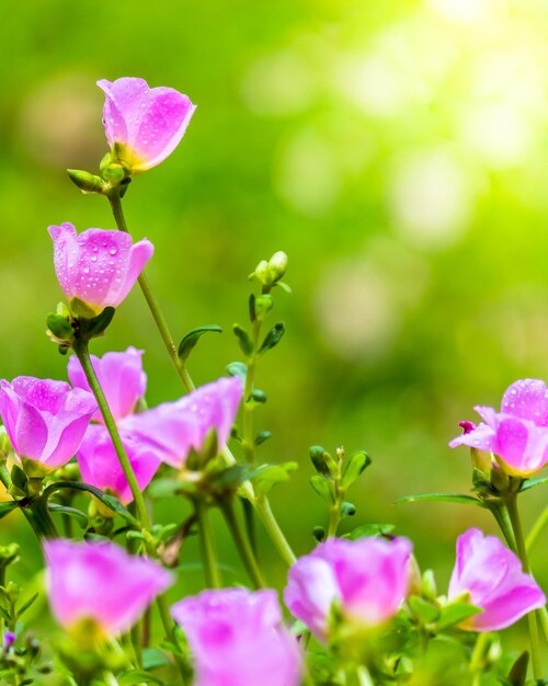 Foto nahaufnahme von rosa blühenden pflanzen