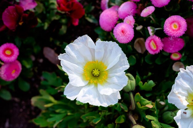 Foto nahaufnahme von rosa blühenden pflanzen