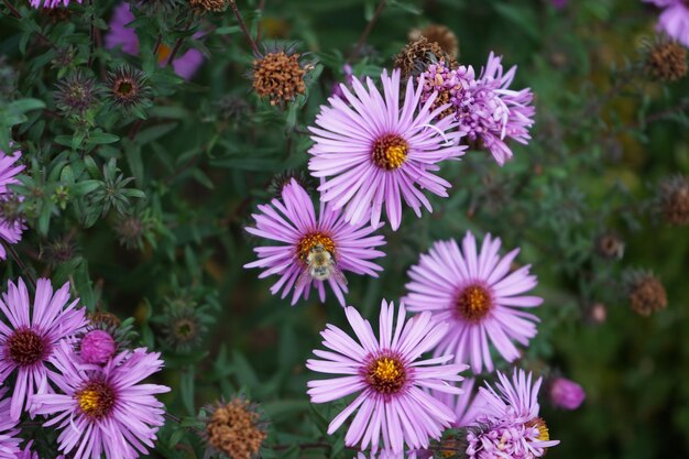 Foto nahaufnahme von rosa blühenden pflanzen