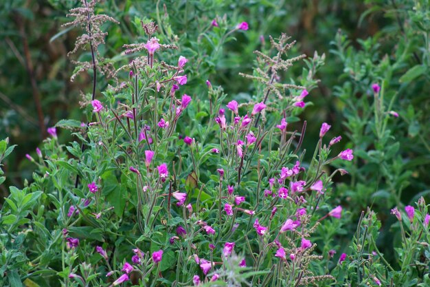 Foto nahaufnahme von rosa blühenden pflanzen