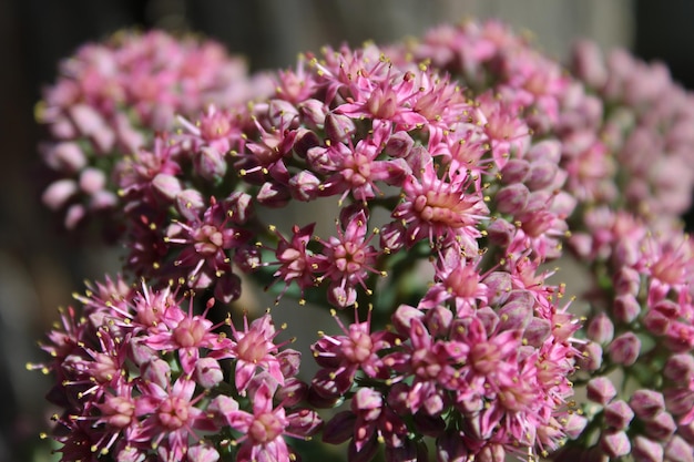 Foto nahaufnahme von rosa blühenden pflanzen