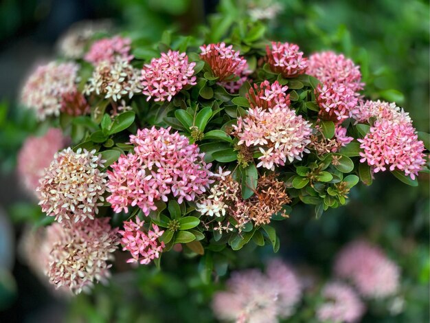 Nahaufnahme von rosa blühenden Pflanzen