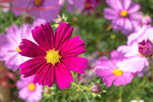 Foto nahaufnahme von rosa blühenden pflanzen