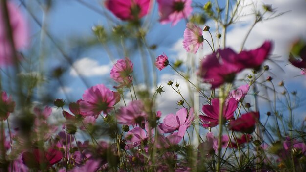 Nahaufnahme von rosa blühenden Pflanzen