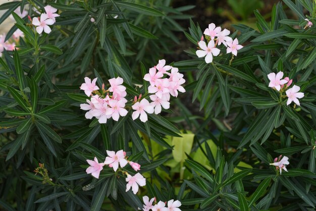 Nahaufnahme von rosa blühenden Pflanzen