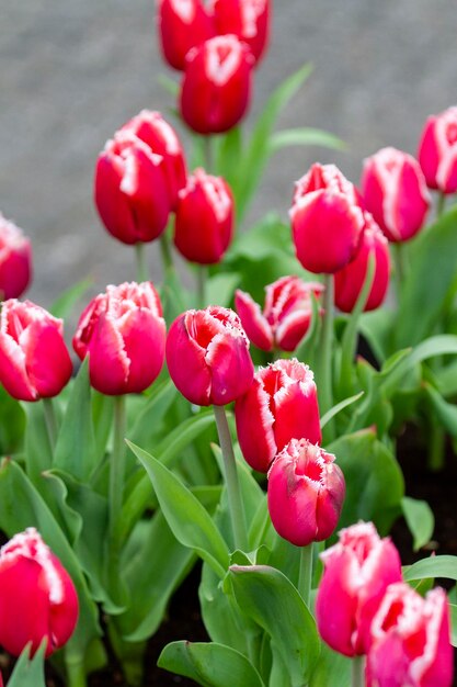 Foto nahaufnahme von rosa blühenden pflanzen