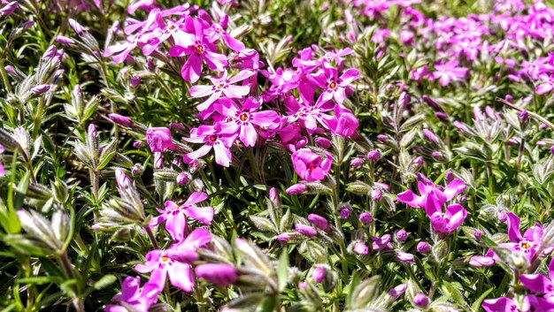 Foto nahaufnahme von rosa blühenden pflanzen