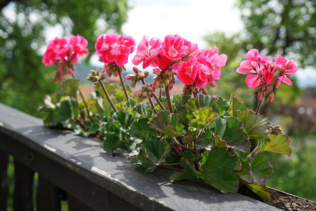 Foto nahaufnahme von rosa blühenden pflanzen