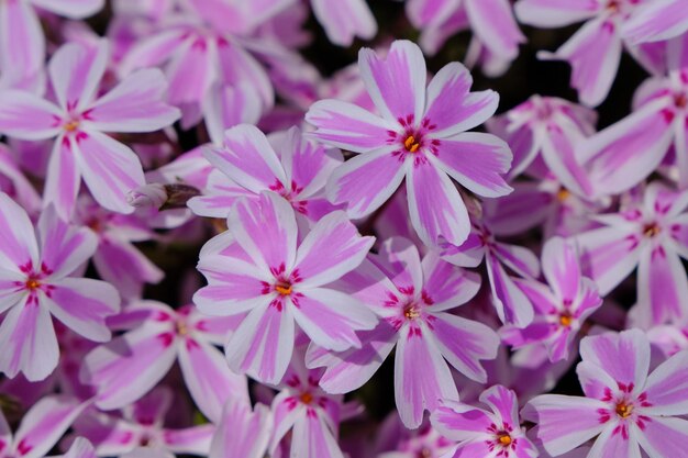 Foto nahaufnahme von rosa blühenden pflanzen