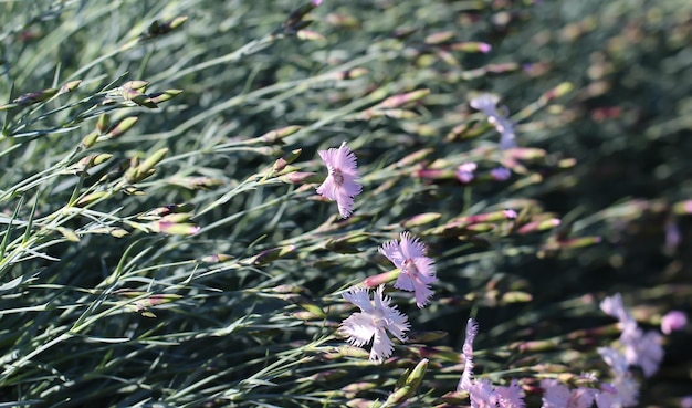 Nahaufnahme von rosa Blüten der gefiederten Nelke im Garten lat Dianthus plimarius L