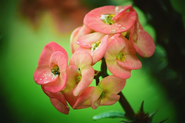 Nahaufnahme von rosa Blüten, die im Freien blühen