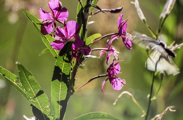 Nahaufnahme von rosa Blüten, die im Freien blühen