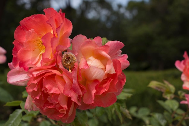 Foto nahaufnahme von rosa blüten, die im freien blühen