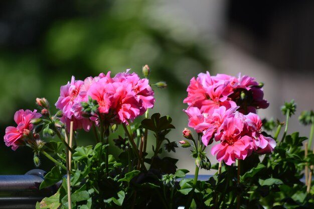 Nahaufnahme von rosa Blüten, die im Freien blühen