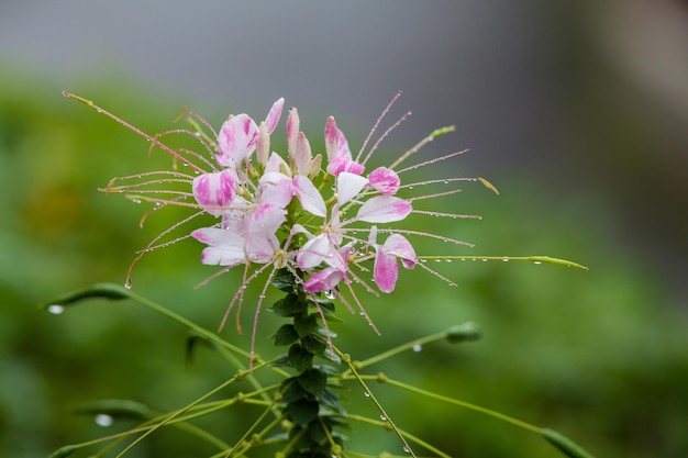 Nahaufnahme von rosa Blüten, die im Freien blühen