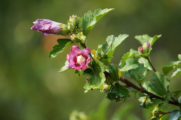 Foto nahaufnahme von rosa blüten, die im freien blühen