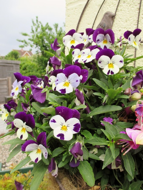 Foto nahaufnahme von rosa blüten, die im freien blühen