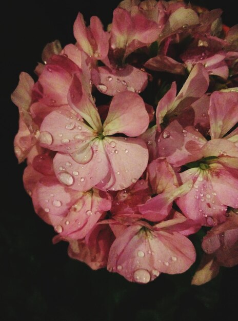 Foto nahaufnahme von rosa blüten, die im freien blühen