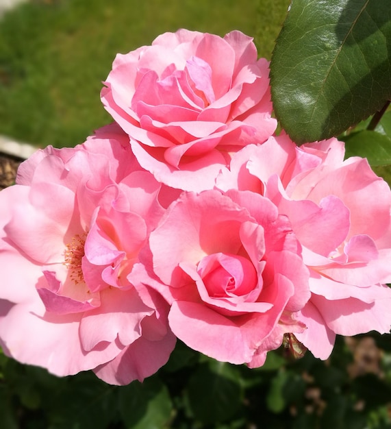 Foto nahaufnahme von rosa blüten, die im freien blühen