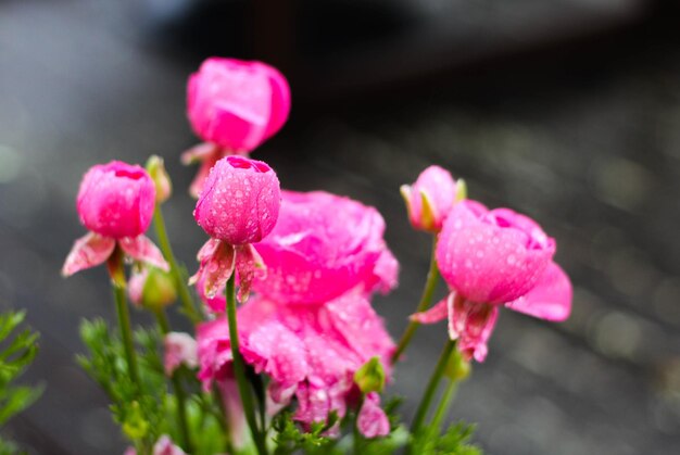 Foto nahaufnahme von rosa blüten, die im freien blühen